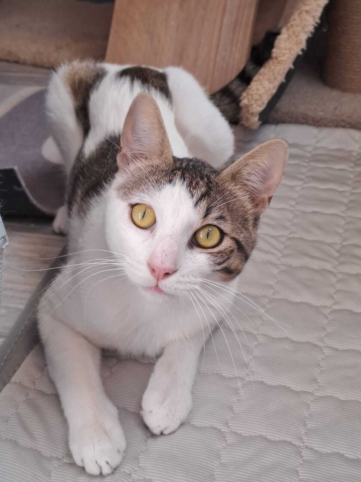 Adoption LANCELOT
