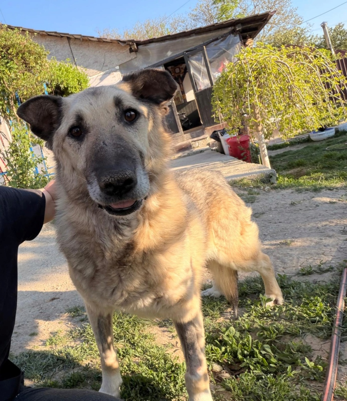 Adoption Falko