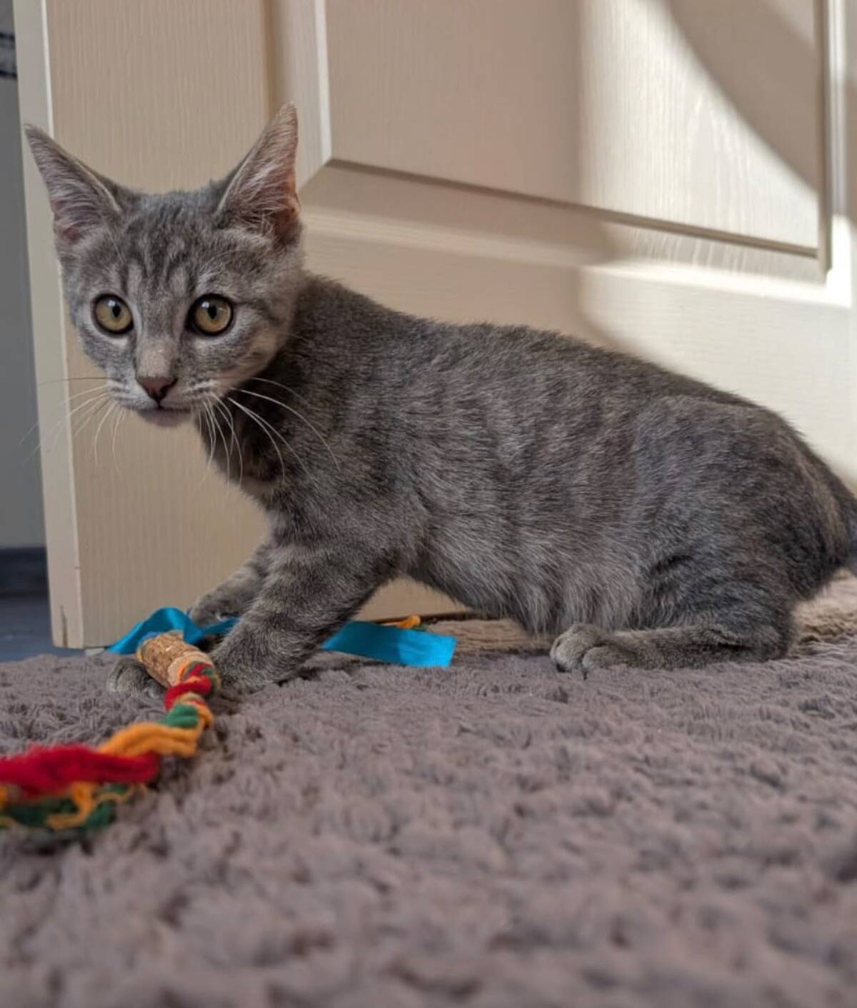 Adoption Cendro