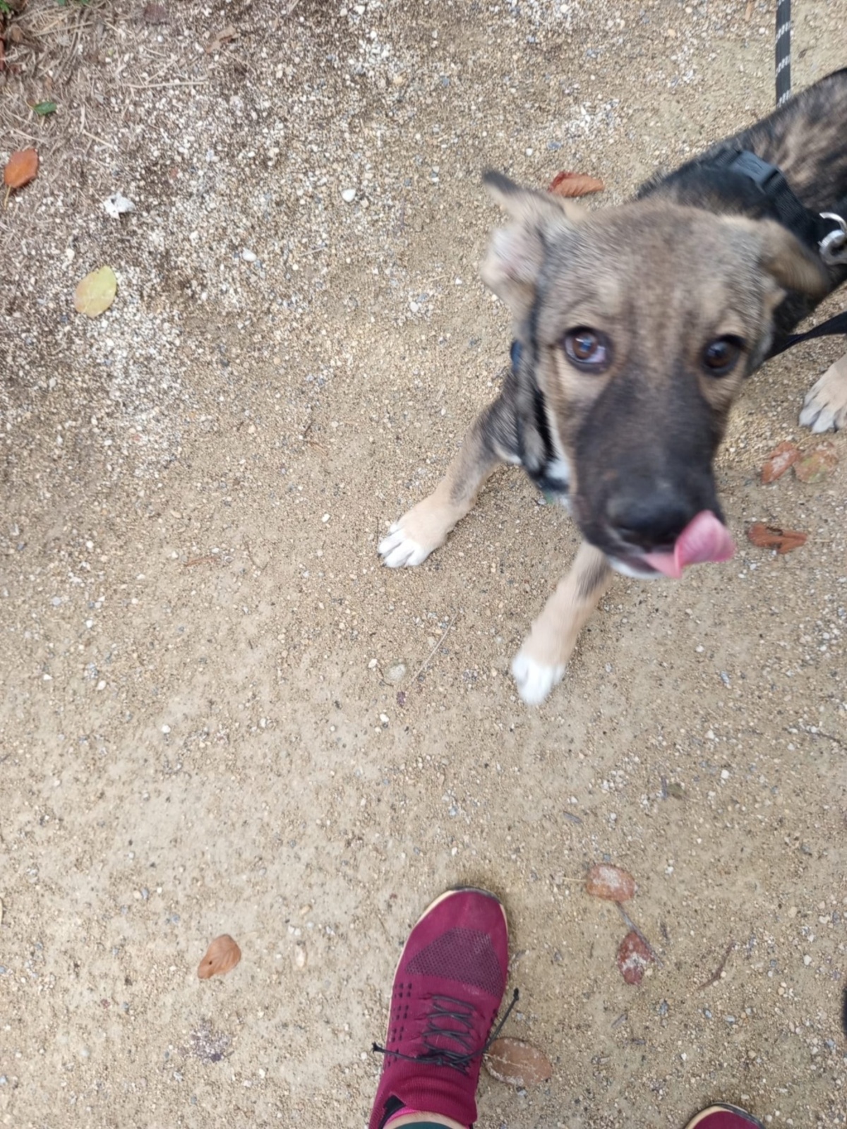 Adoption Linoy