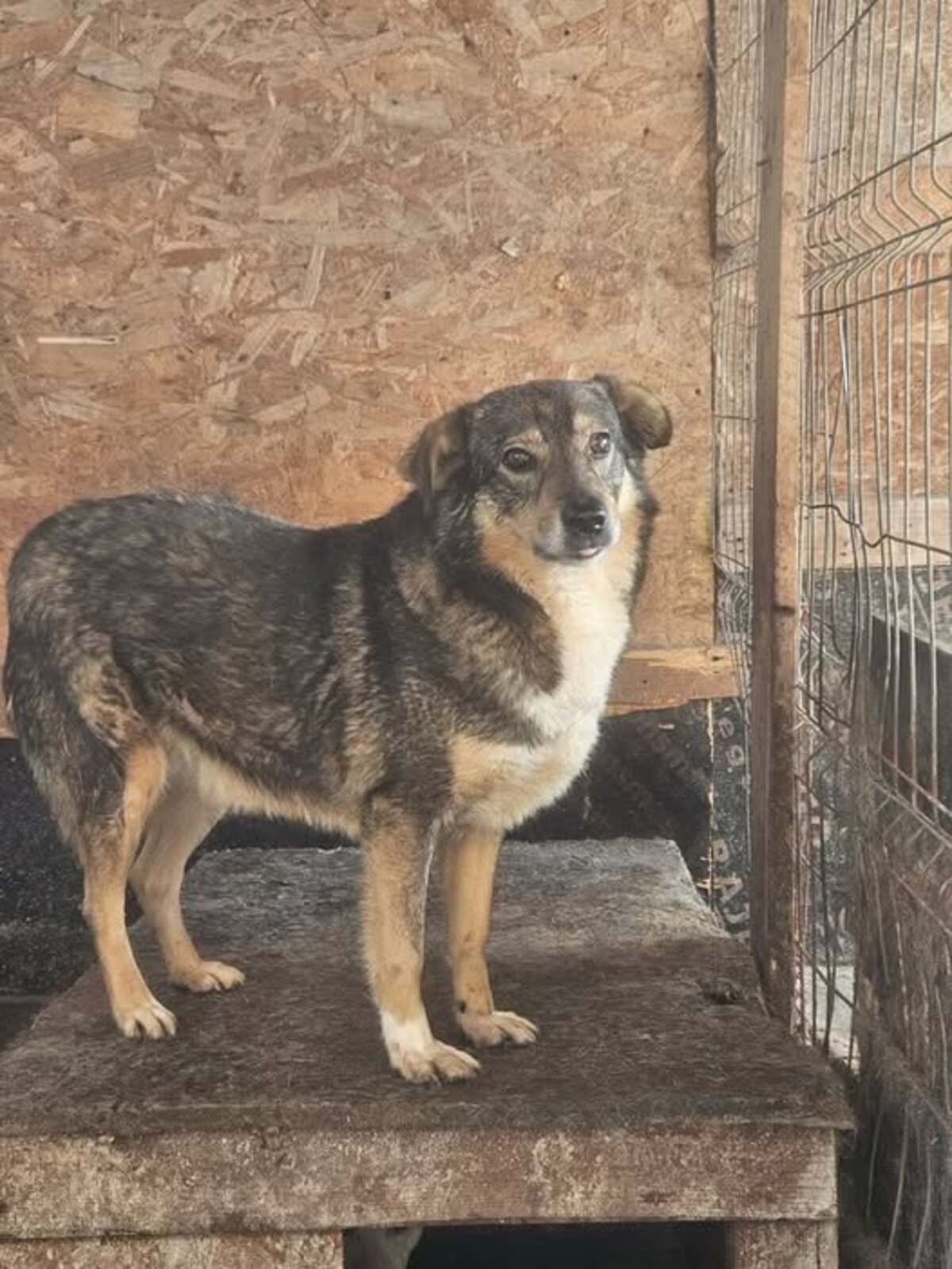 Adoption Elfy