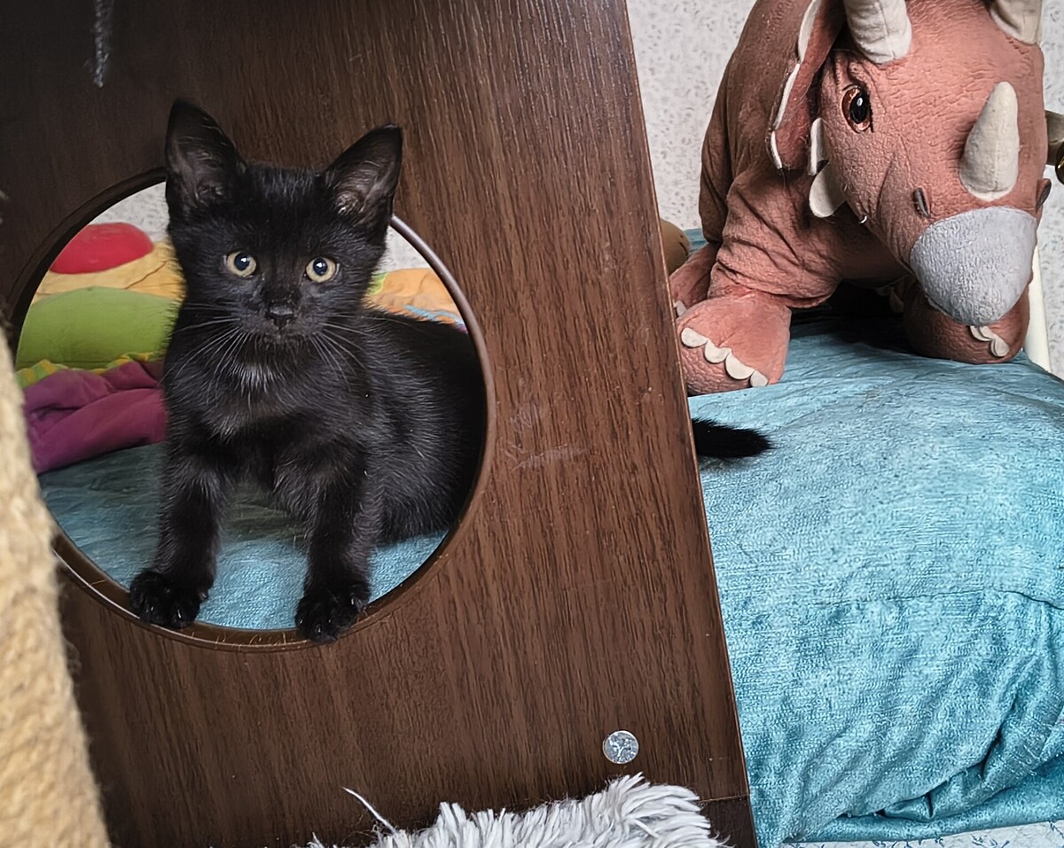 Adoption Eloi