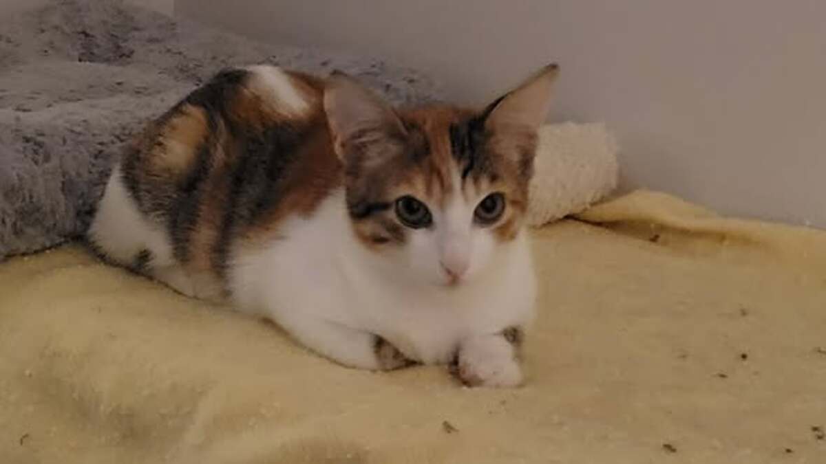 Adoption Frimousse