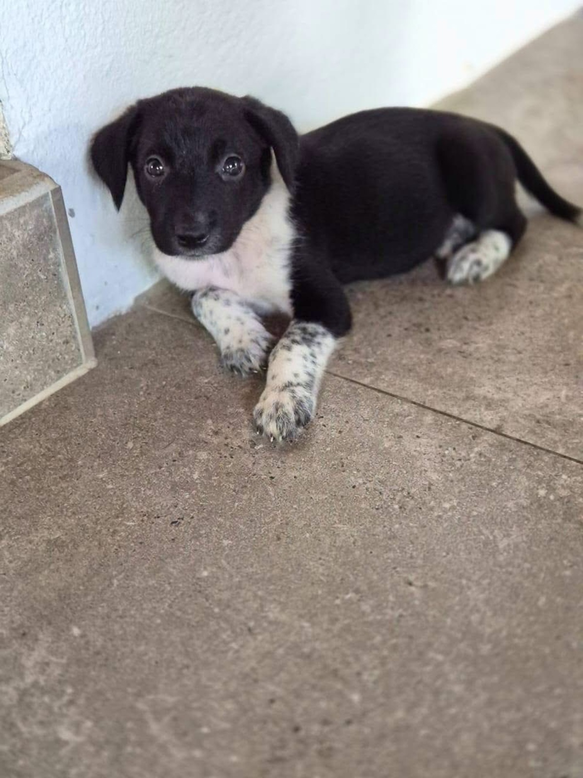 Adoption Yuka
