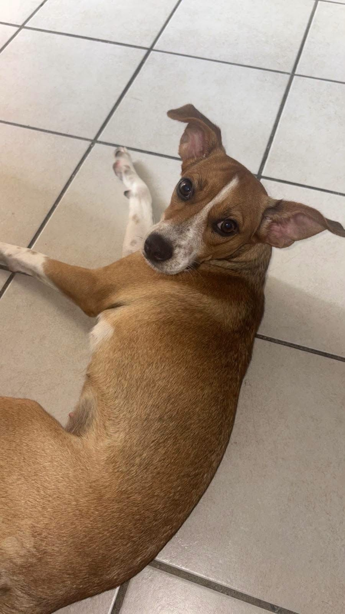 Adoption Changai