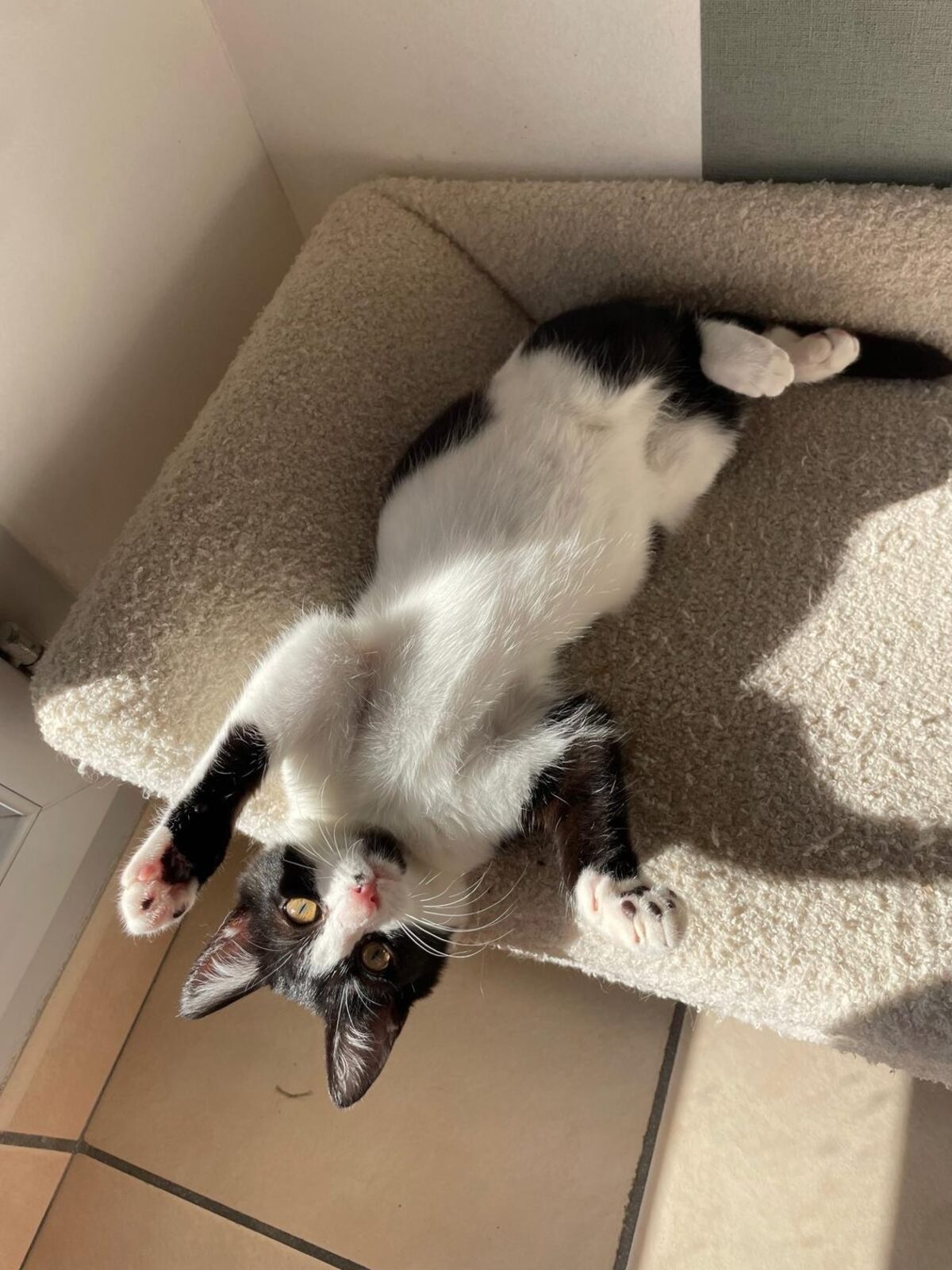 Adoption Melba