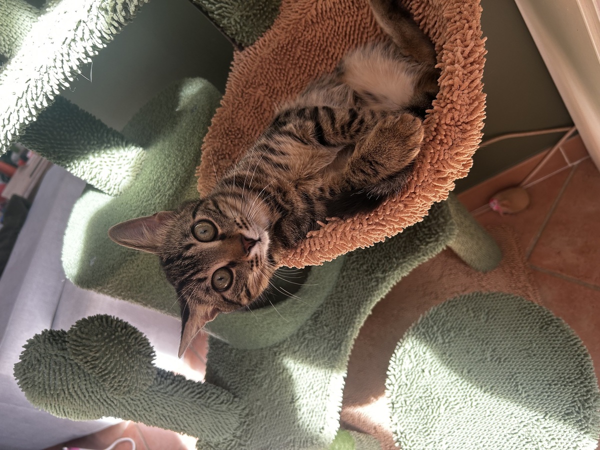Adoption Gribouille