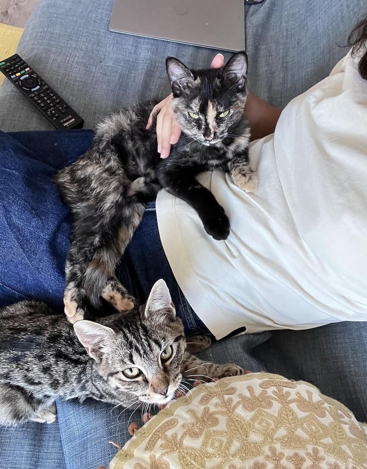Adoption Chaska et Uqi 