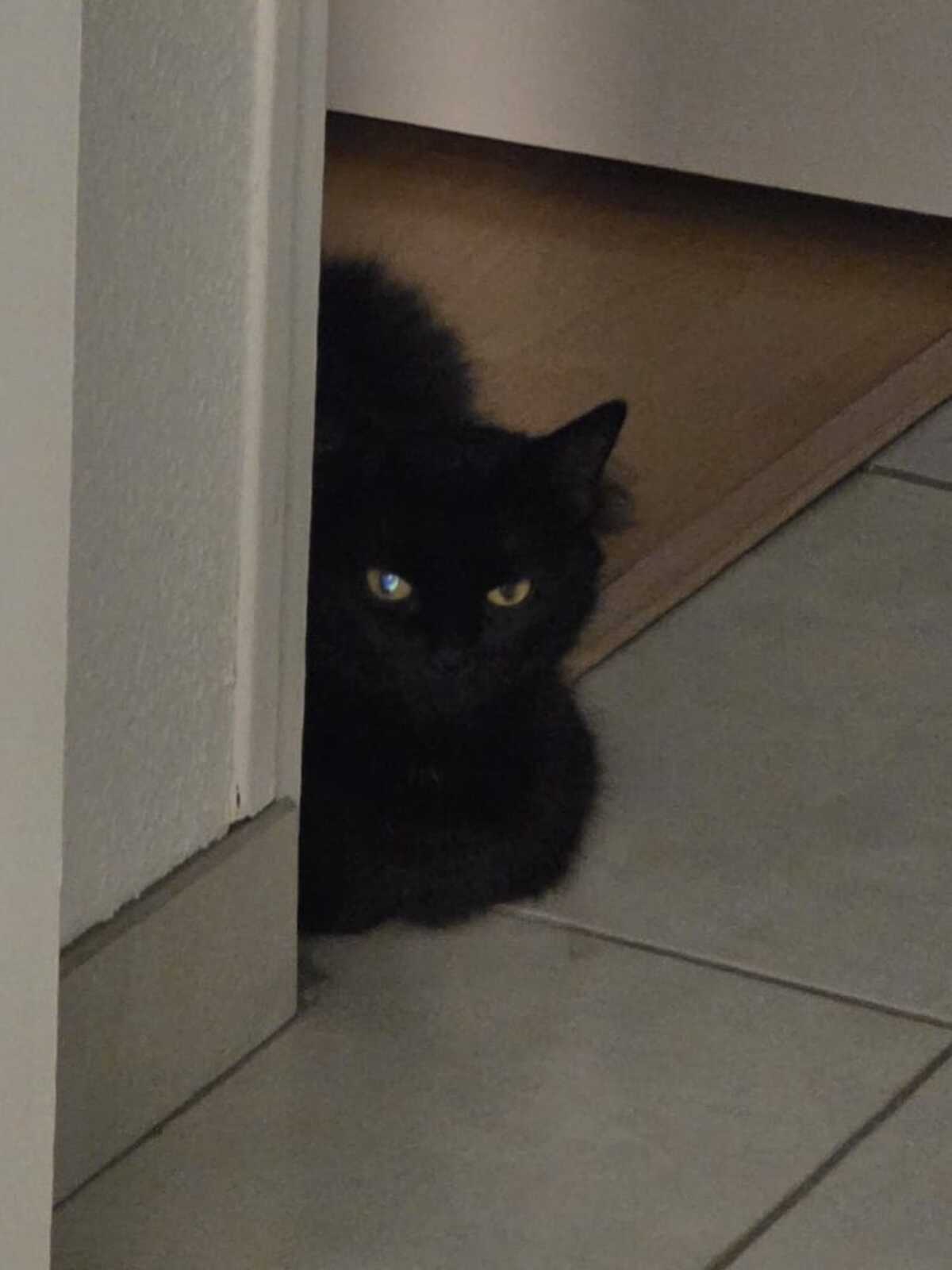 Adoption Duchesse