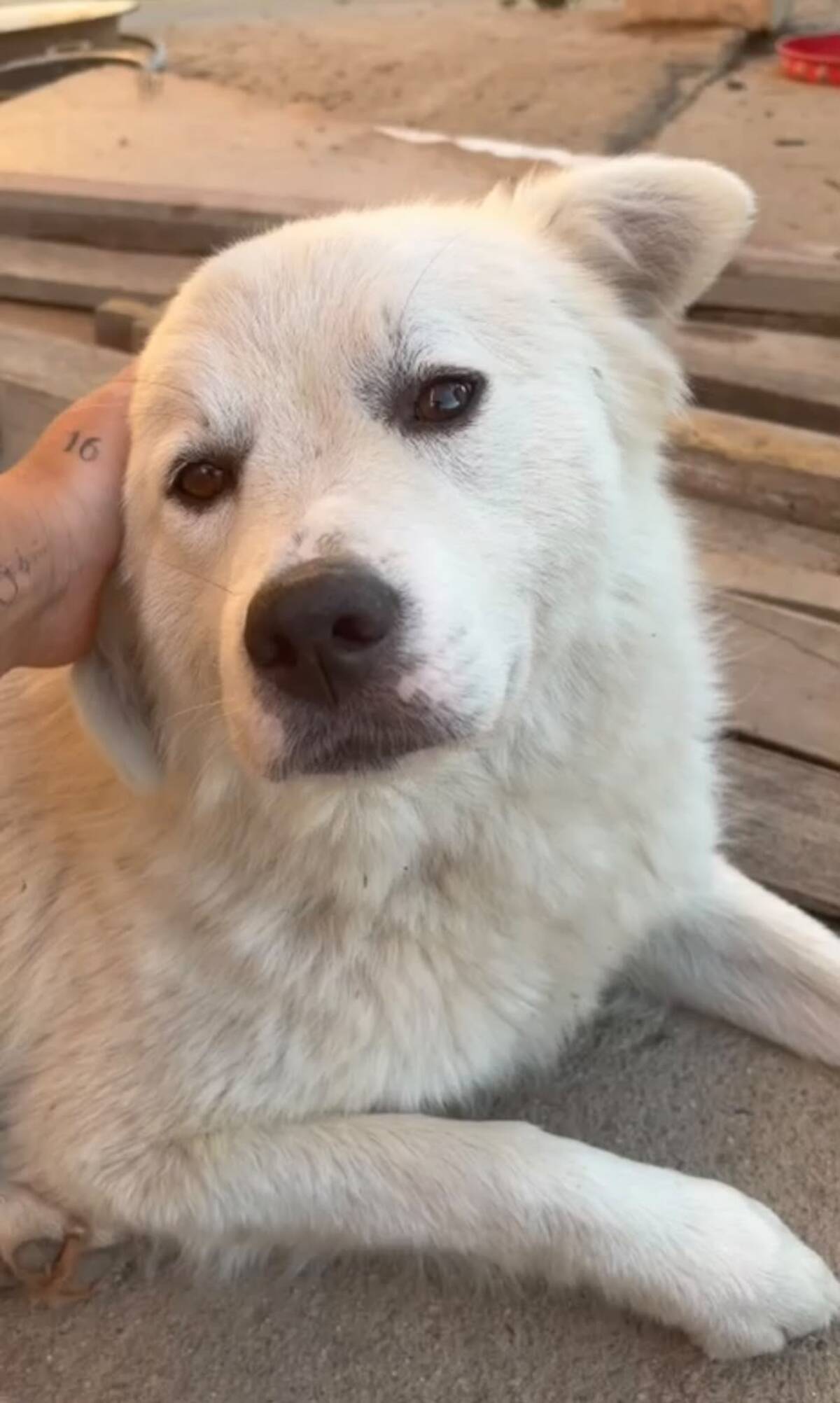 Adoption Sammy
