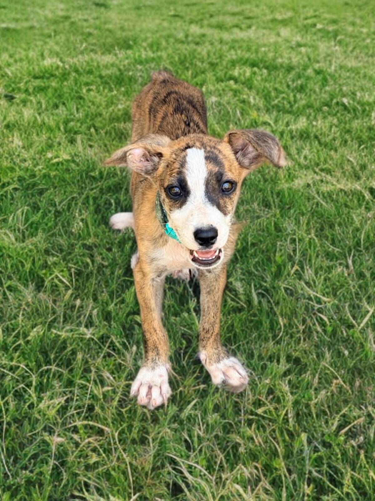 Adoption Yara