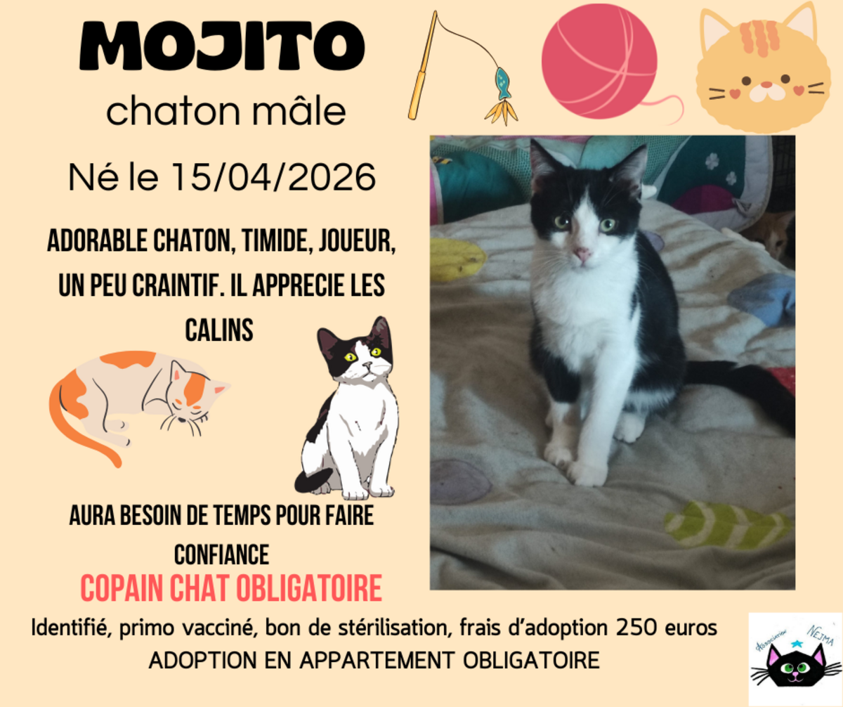 Adoption Mojito