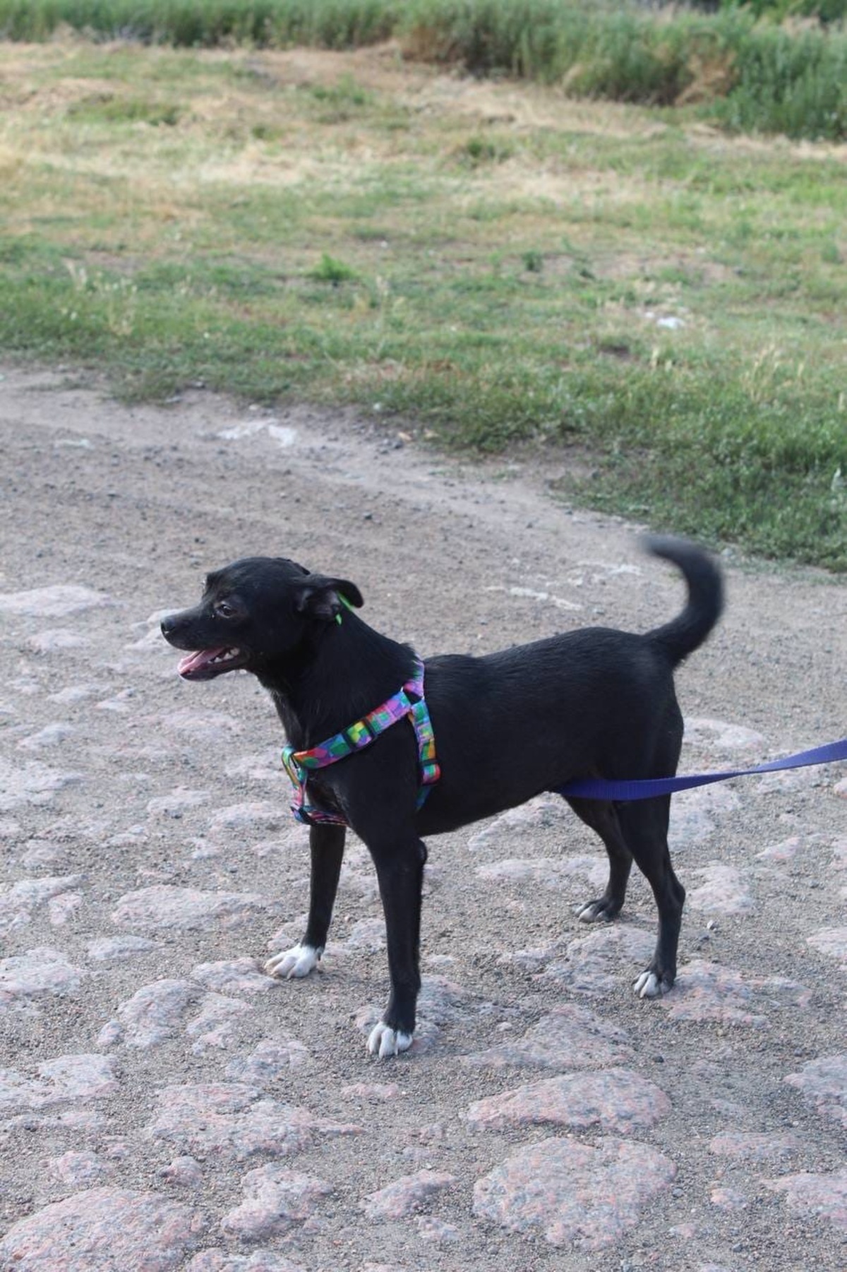 Adoption FIALKA, de Ukraine!