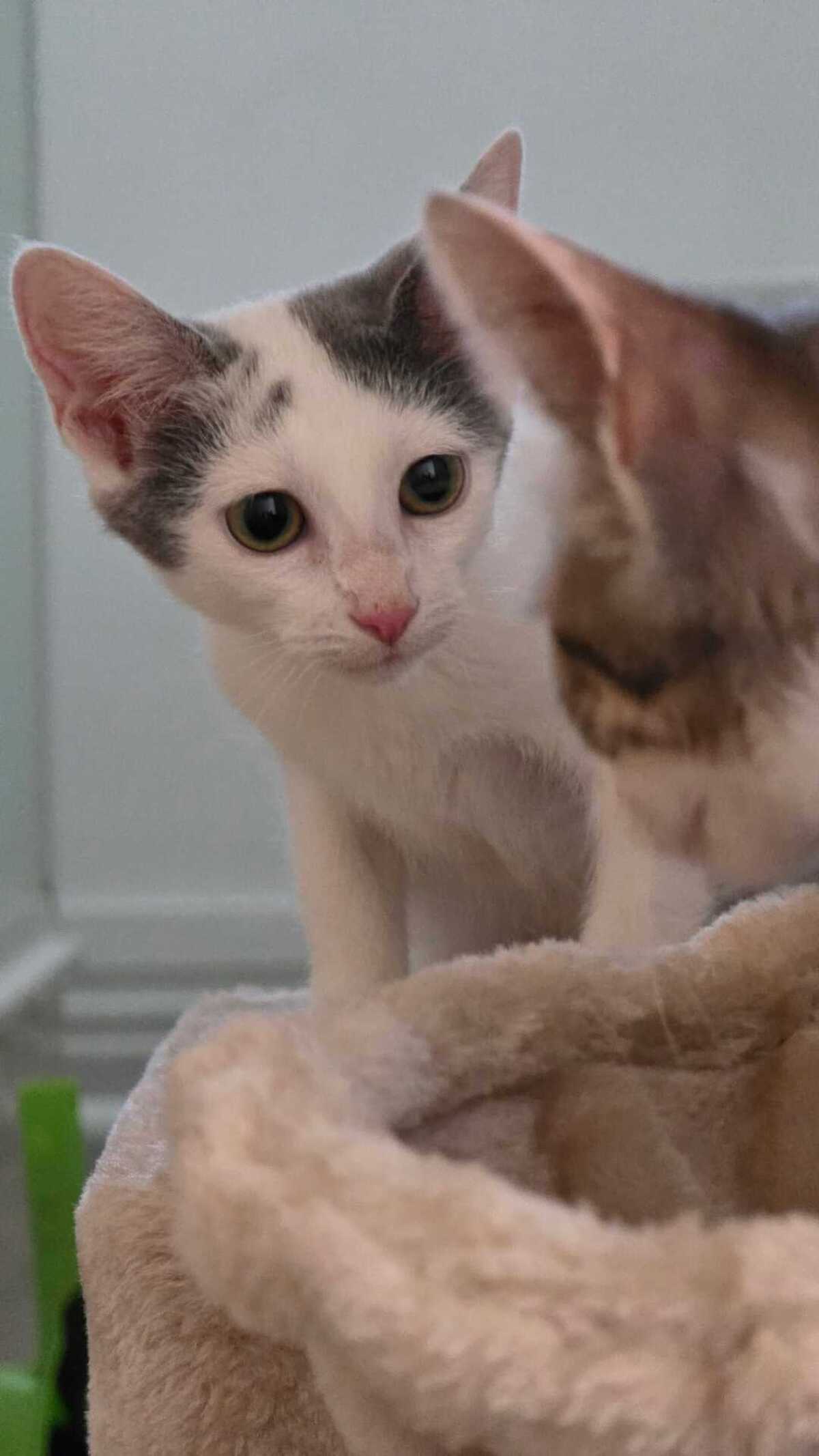 Adoption Gilda