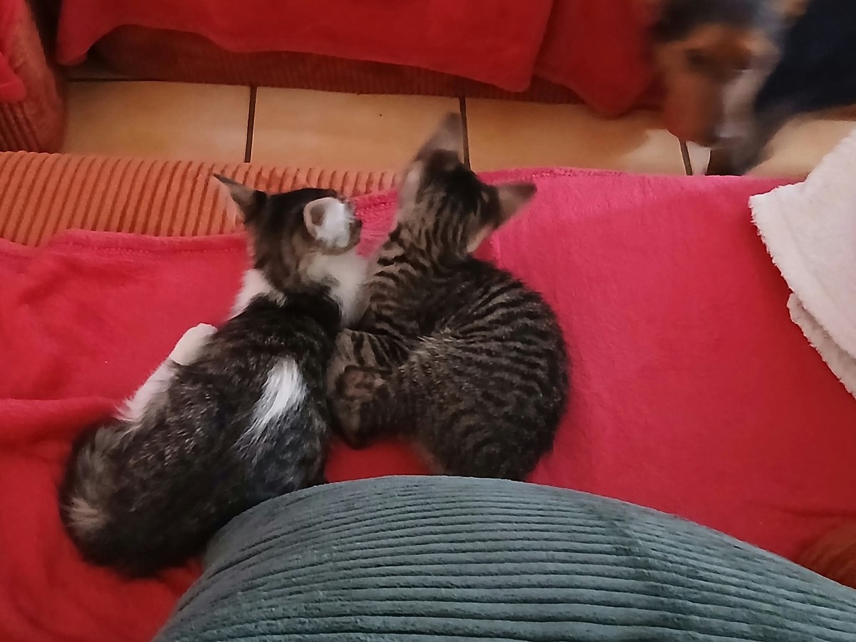 Adoption Bonnie & Bianca