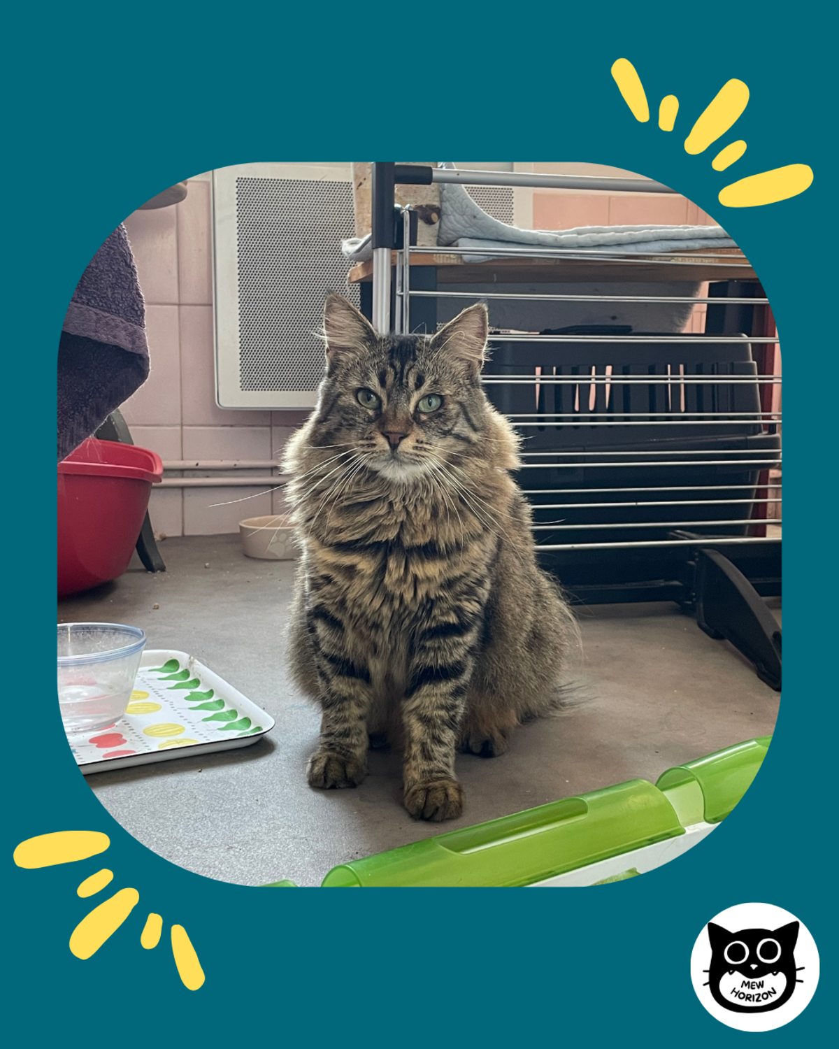 Adoption Trompette