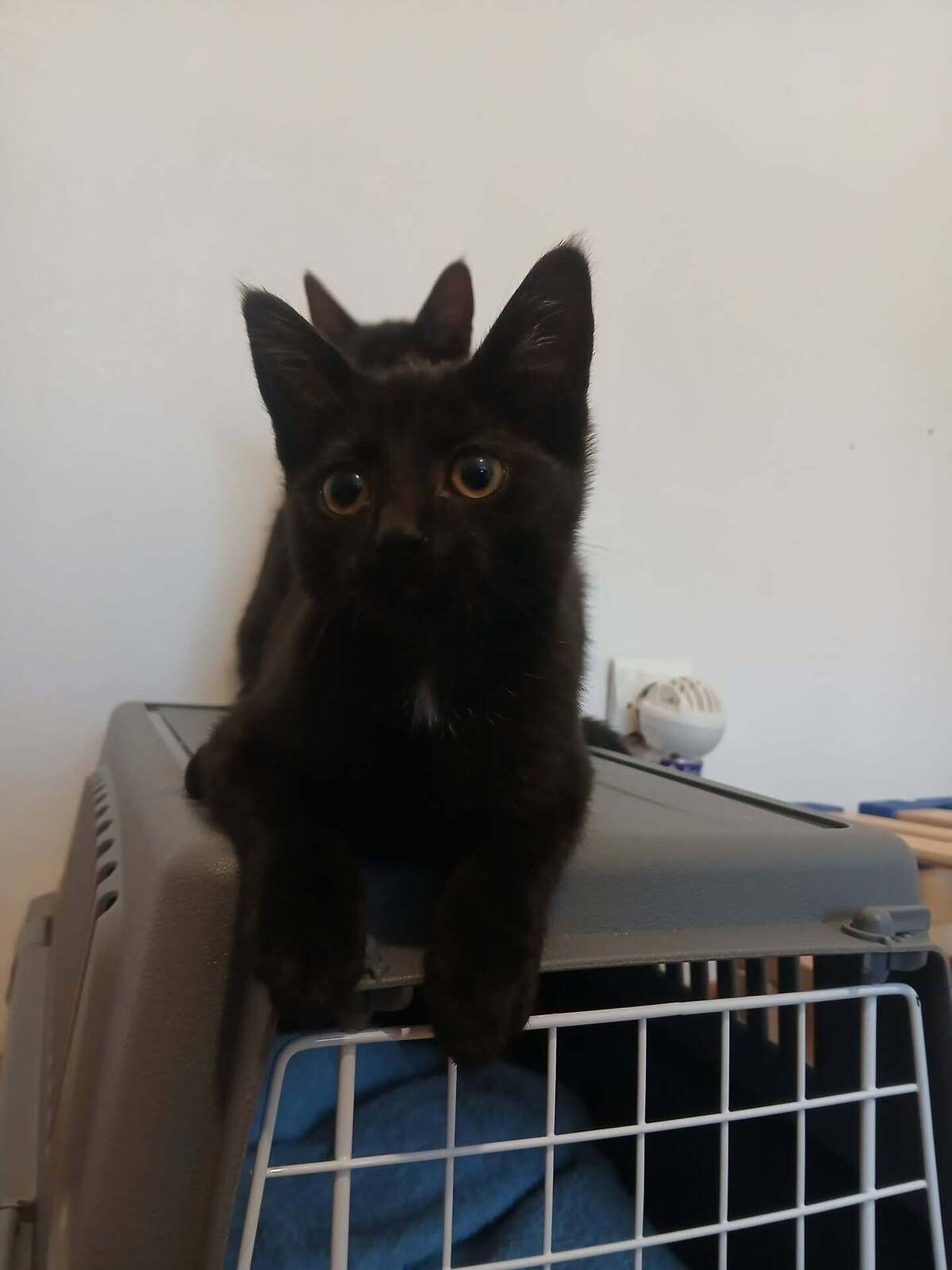 Adoption Sael
