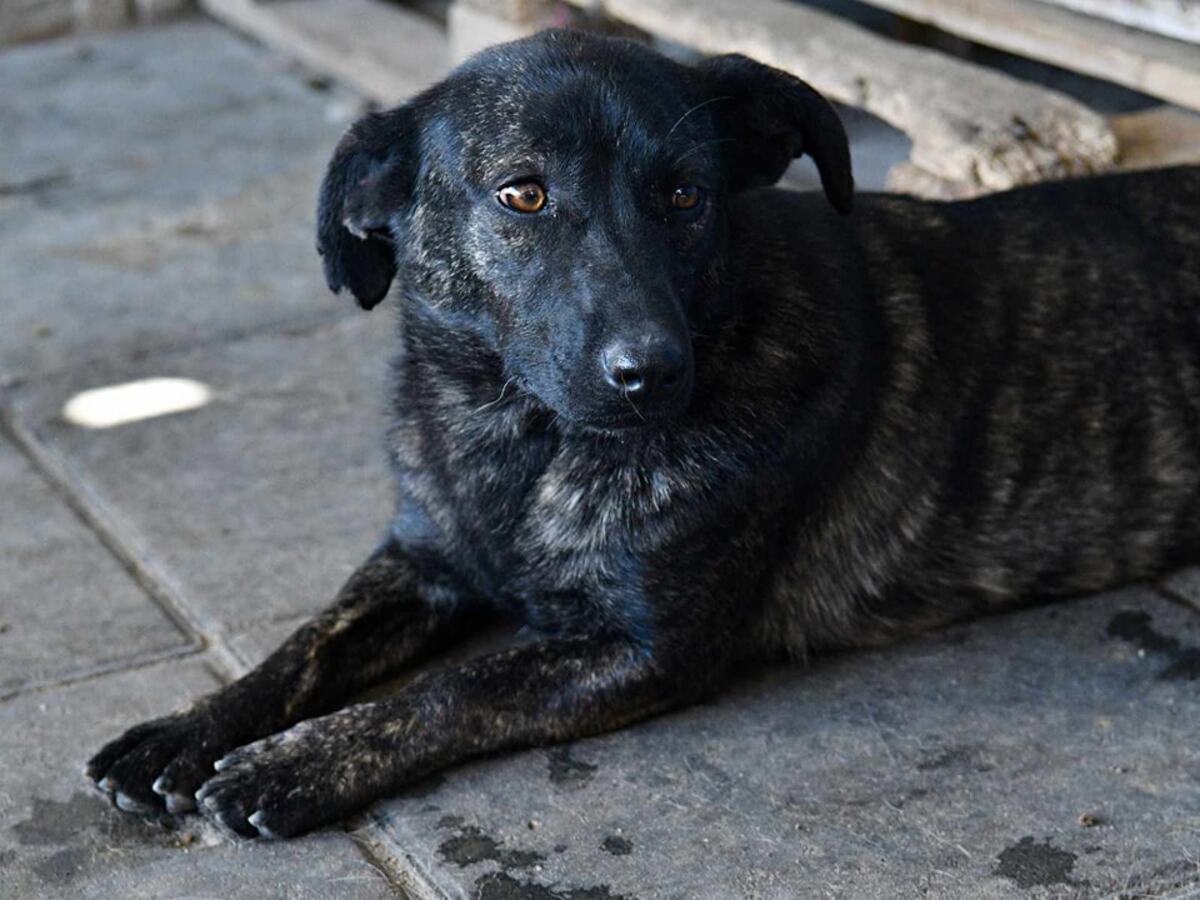 Adoption Rosy