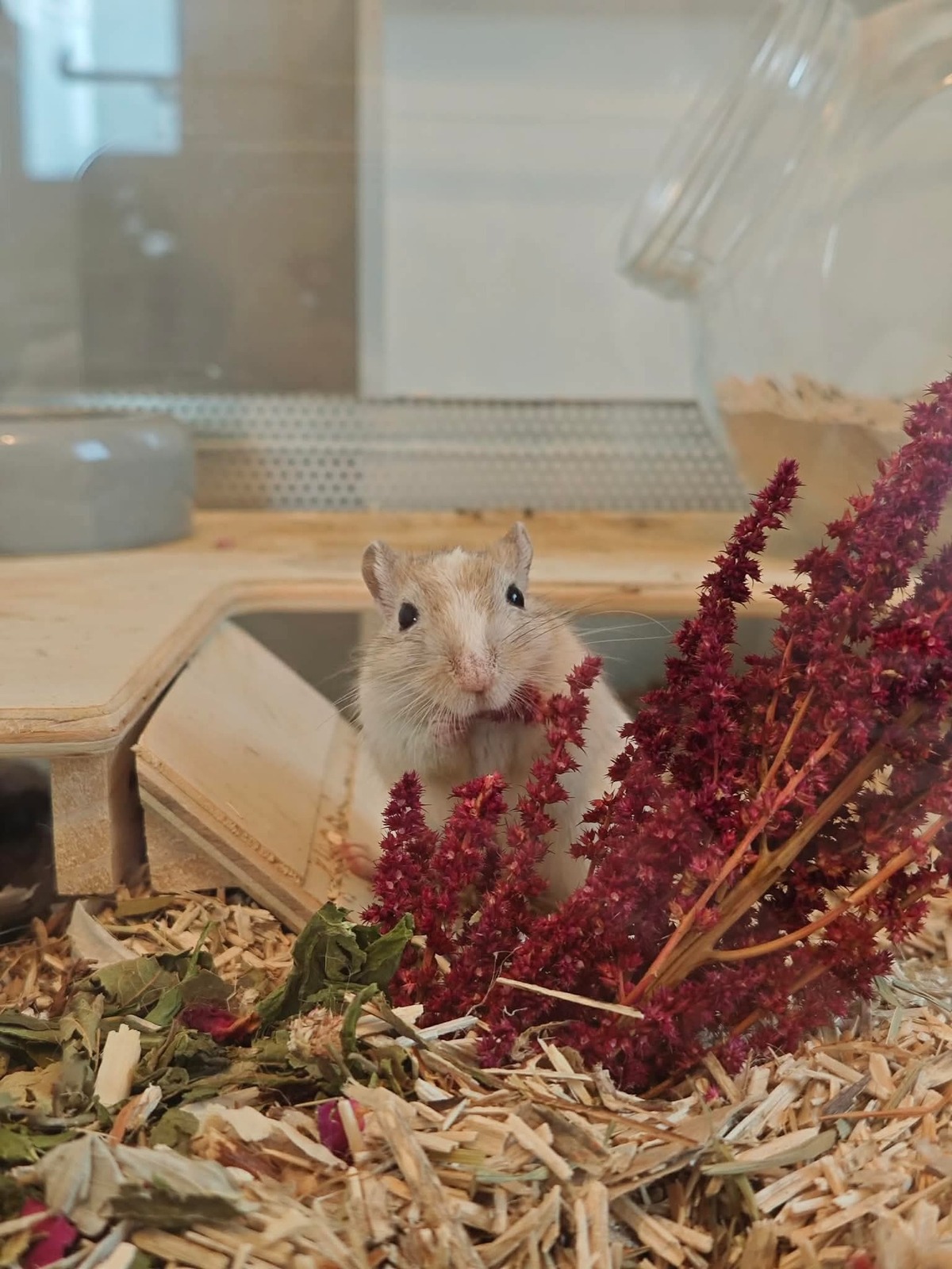 Adoption Truffe Morille et Girolle