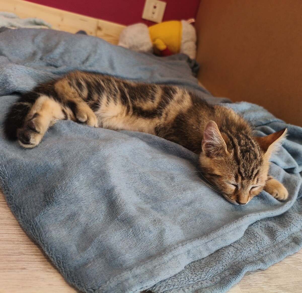Adoption BOURRACHE