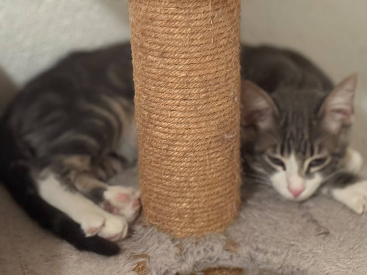 Adoption BONNIE et CLYDE