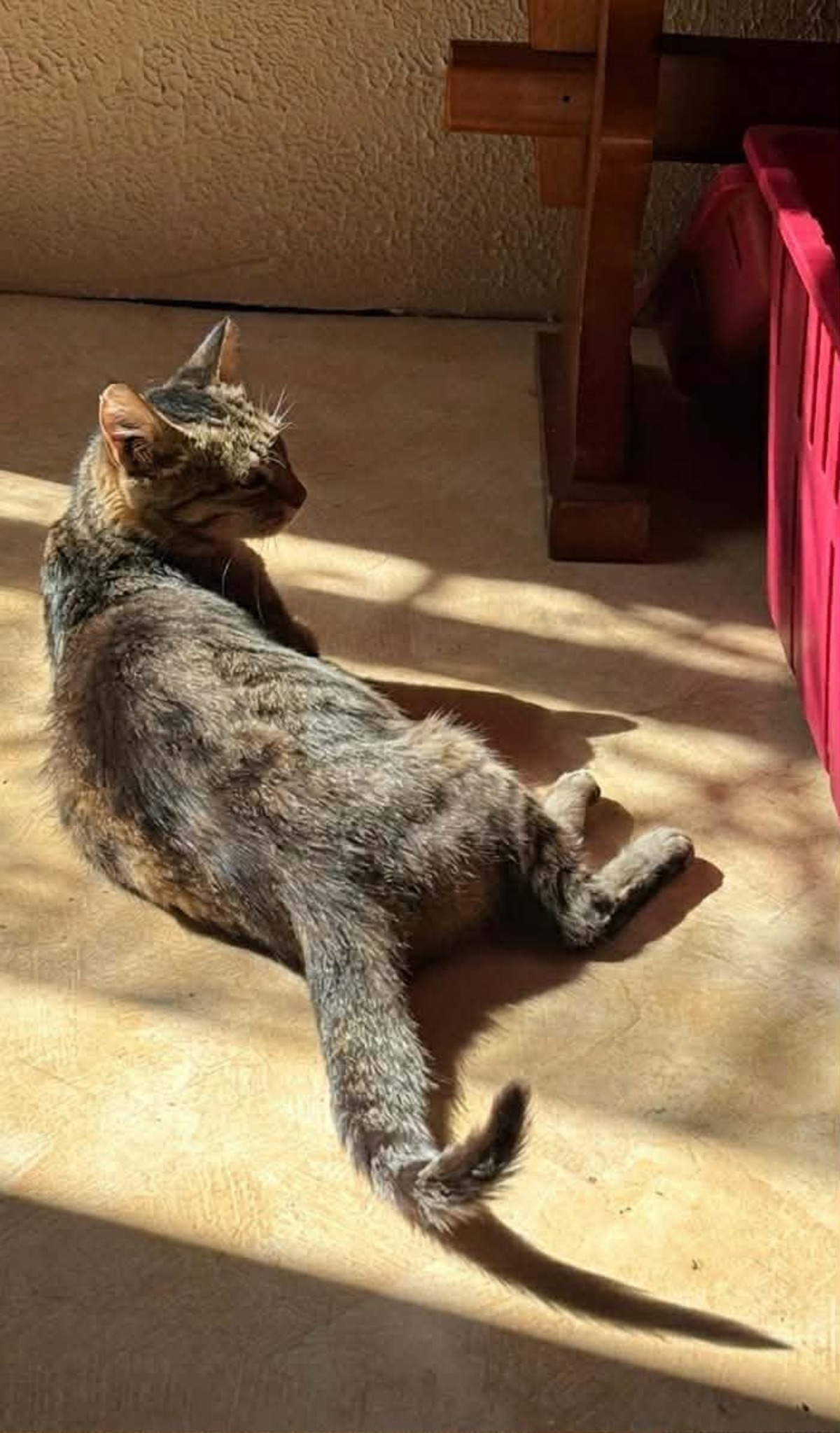 Adoption Carole