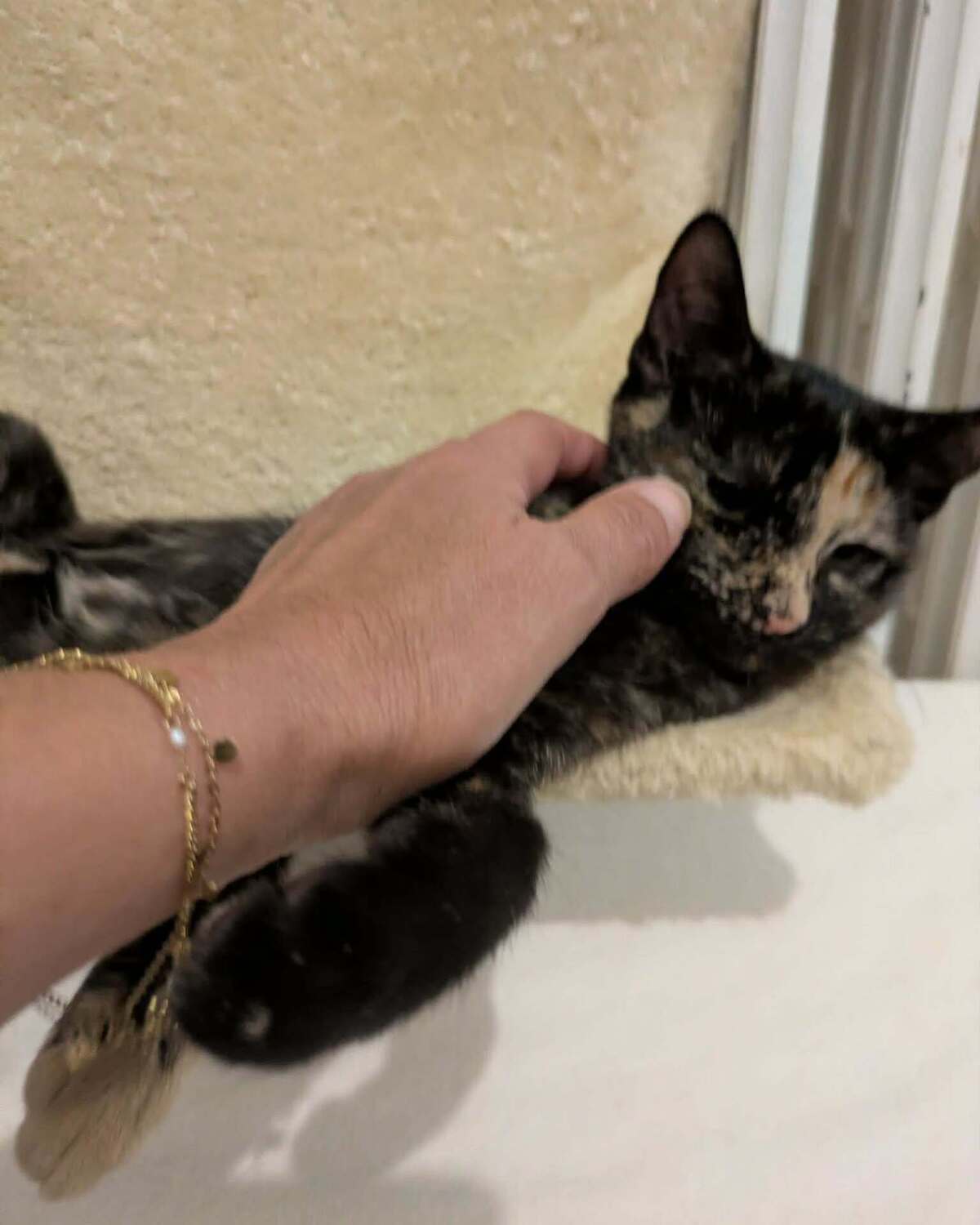 Adoption BETTY