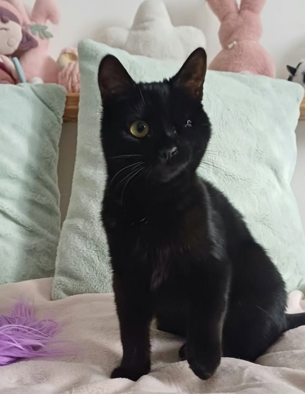 Adoption Babylone