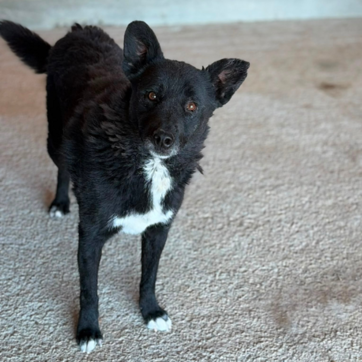Adoption NAVA