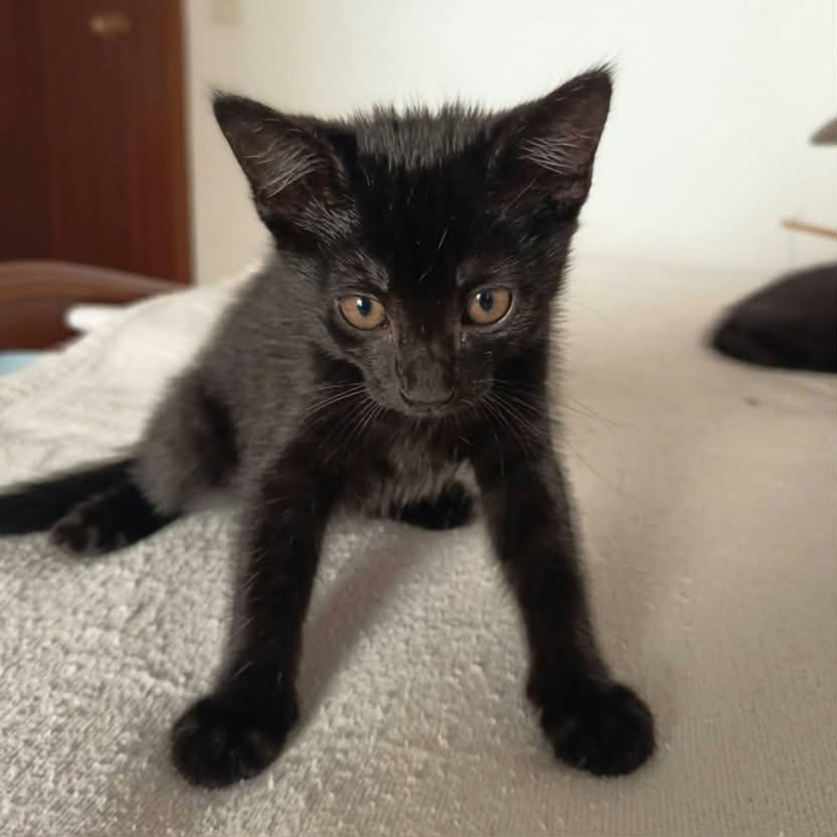 Adoption Filou