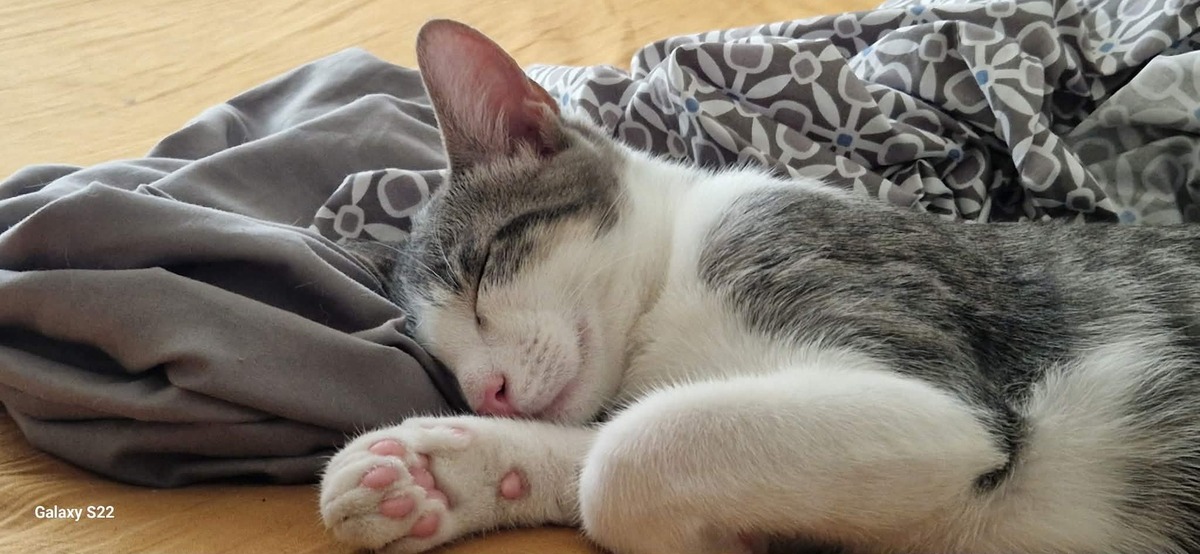 Adoption Grey et Maki