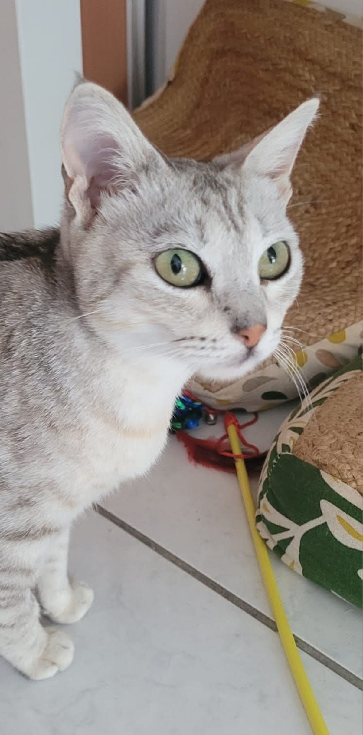 Adoption Hiboux