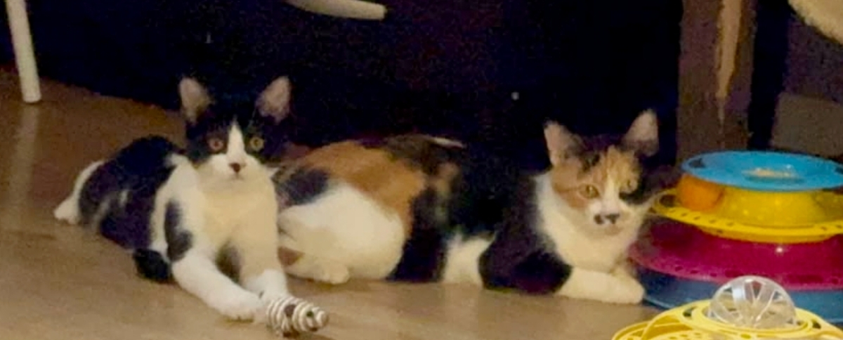 Adoption Moosh et Skadi