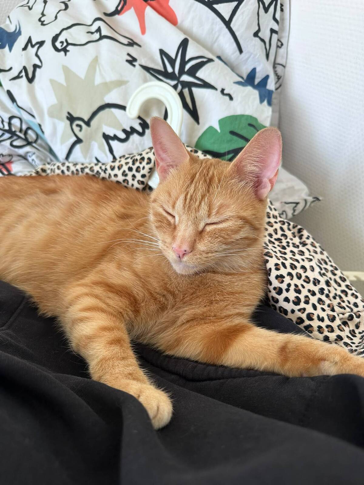 Adoption Lola