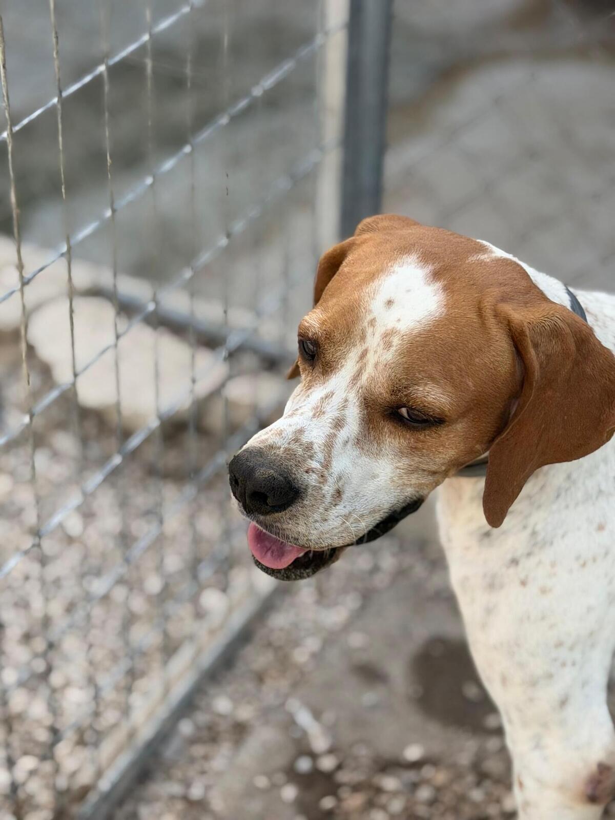 Adoption Thor