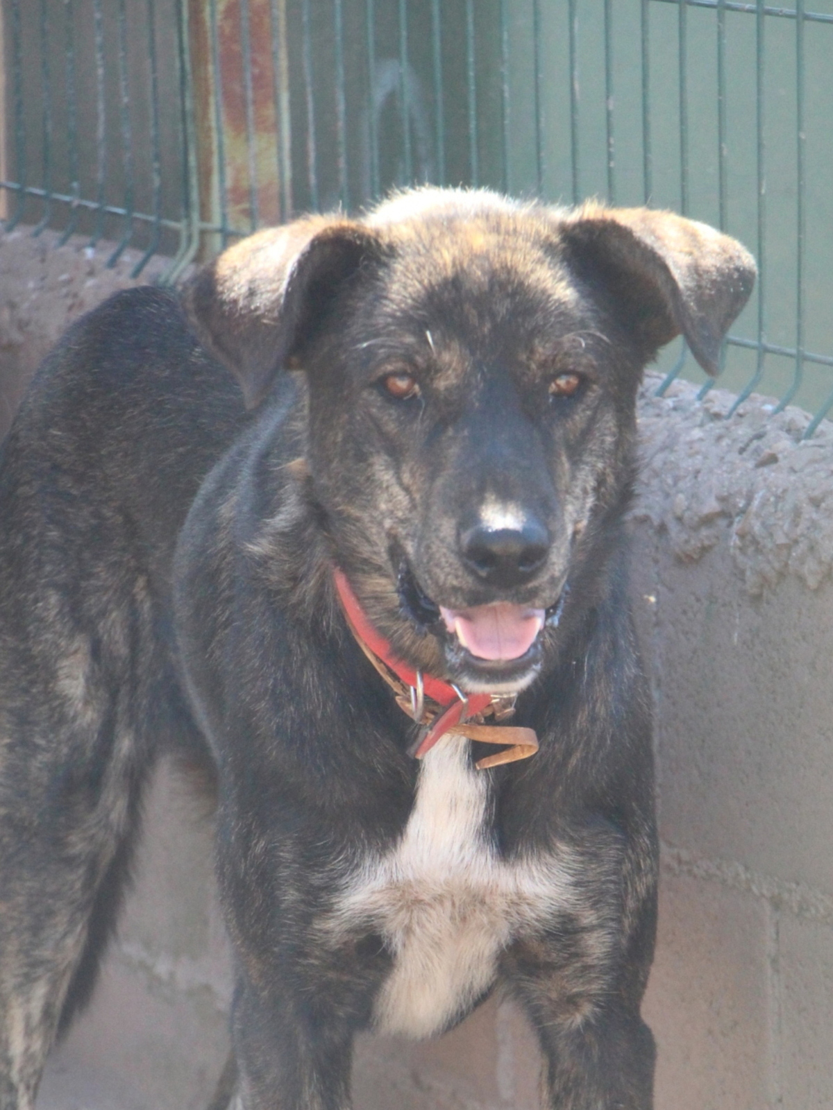 Adoption Amoroso