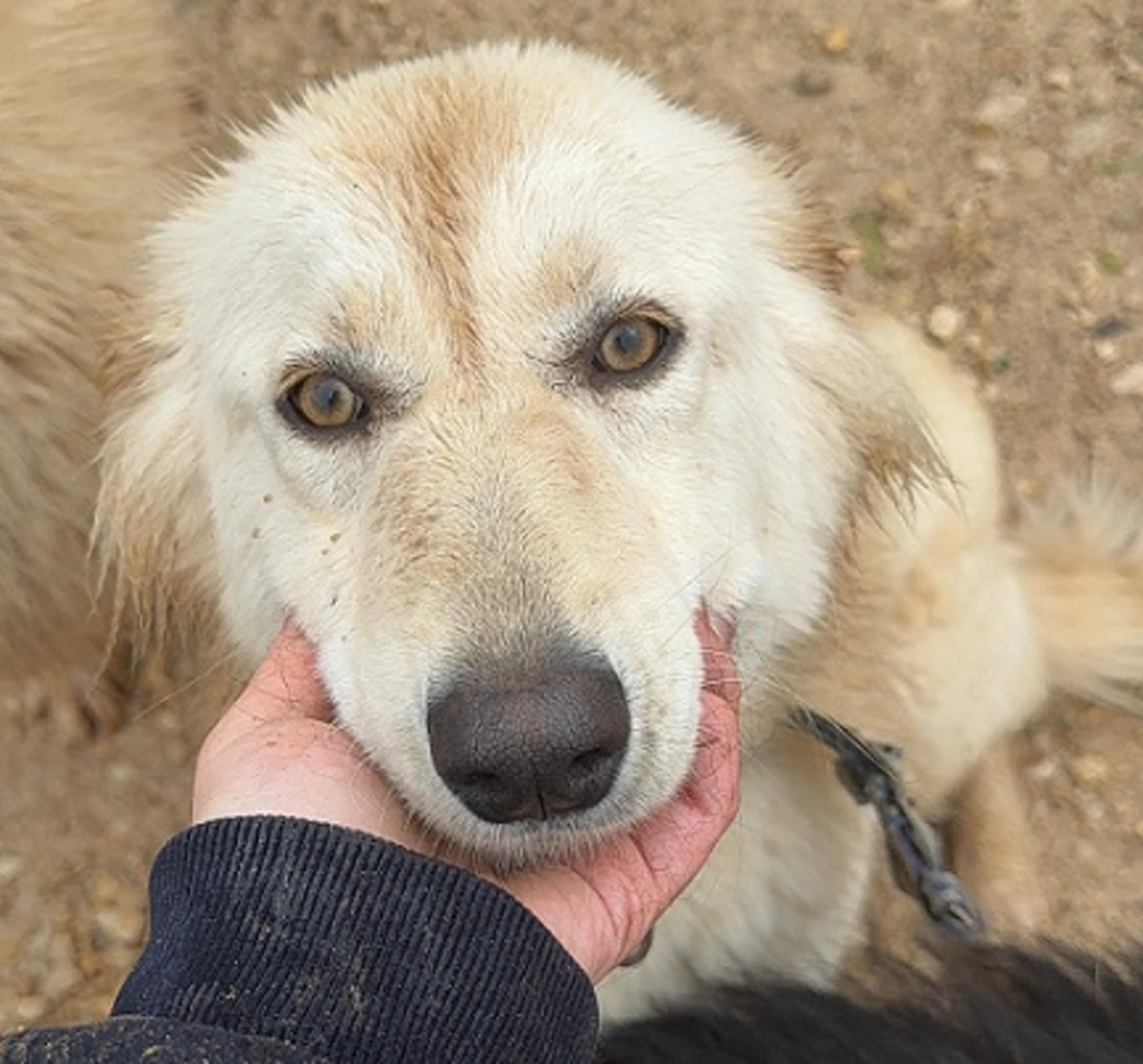 Adoption Izzy