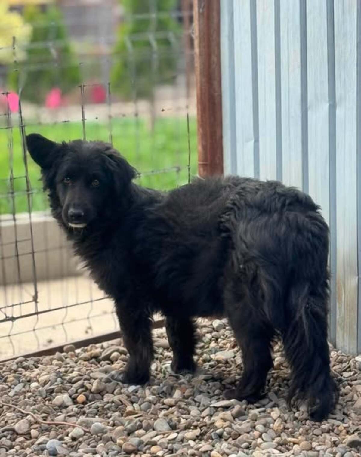 Adoption Cocoh