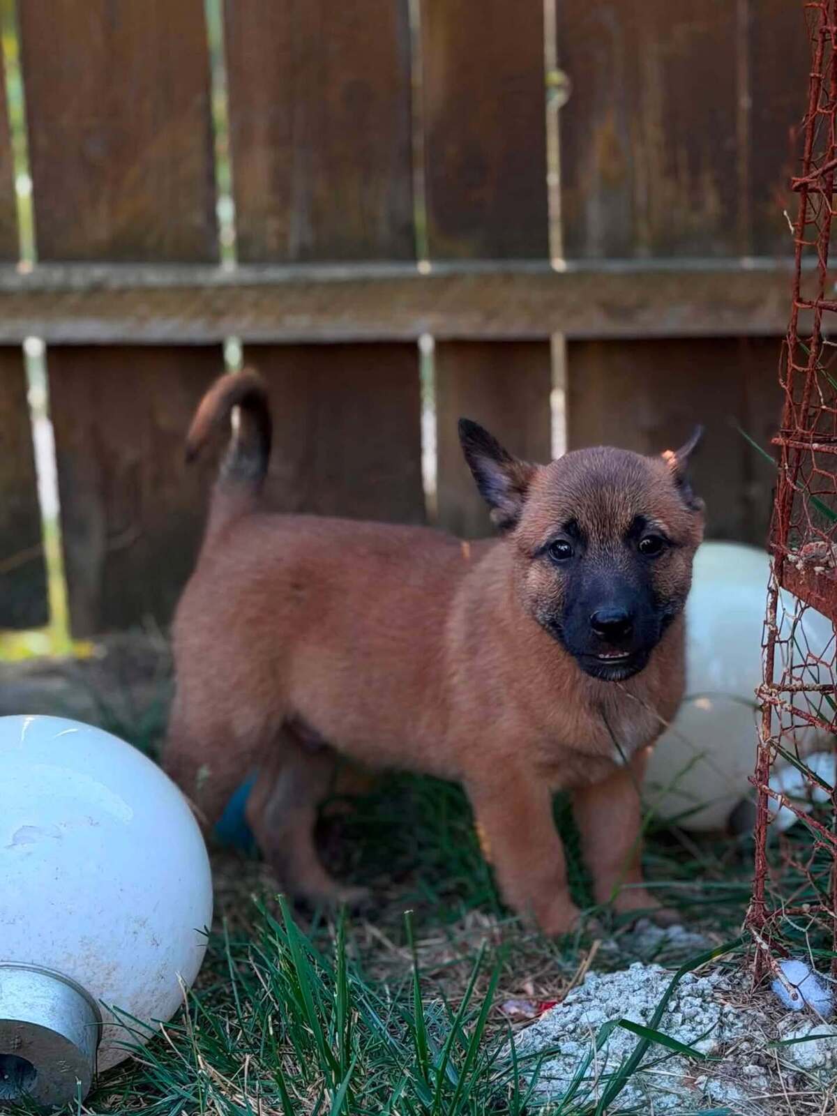Adoption Speculoos