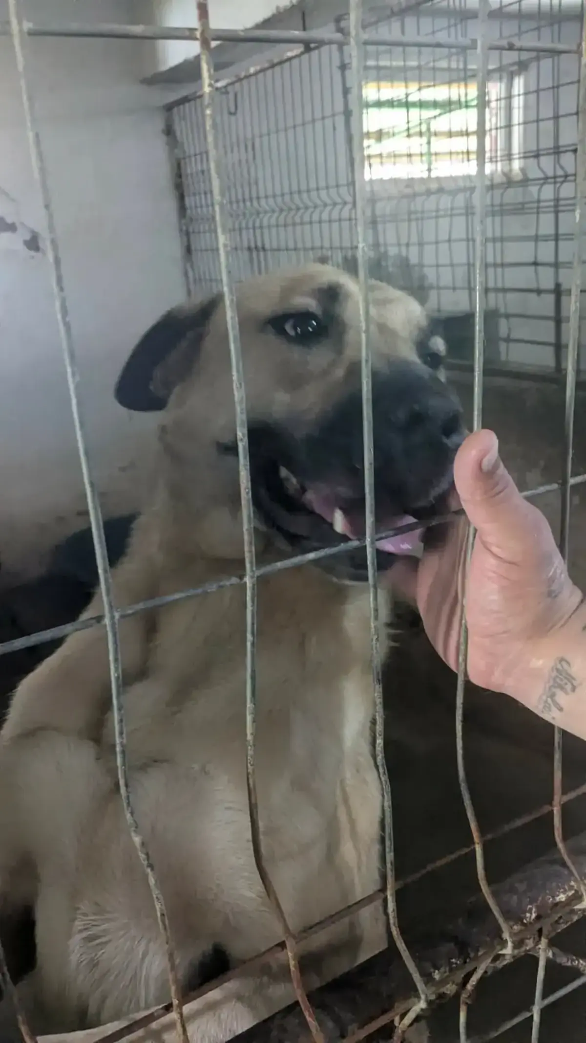 Adoption Hercule