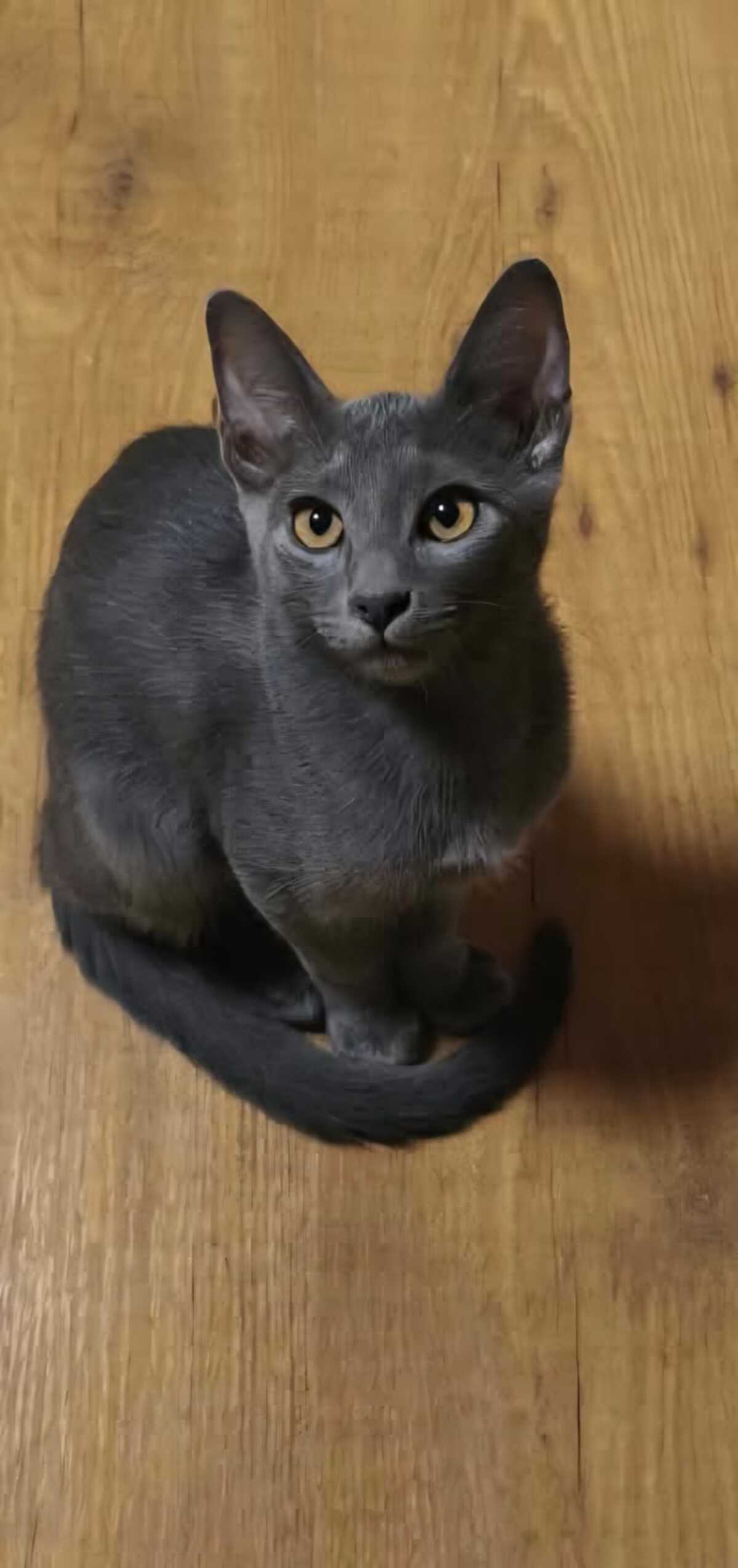 Adoption Nube