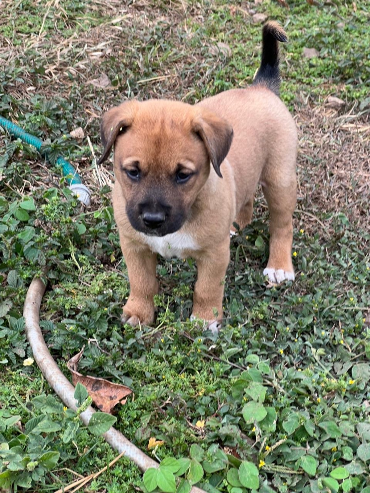Adoption Jazz