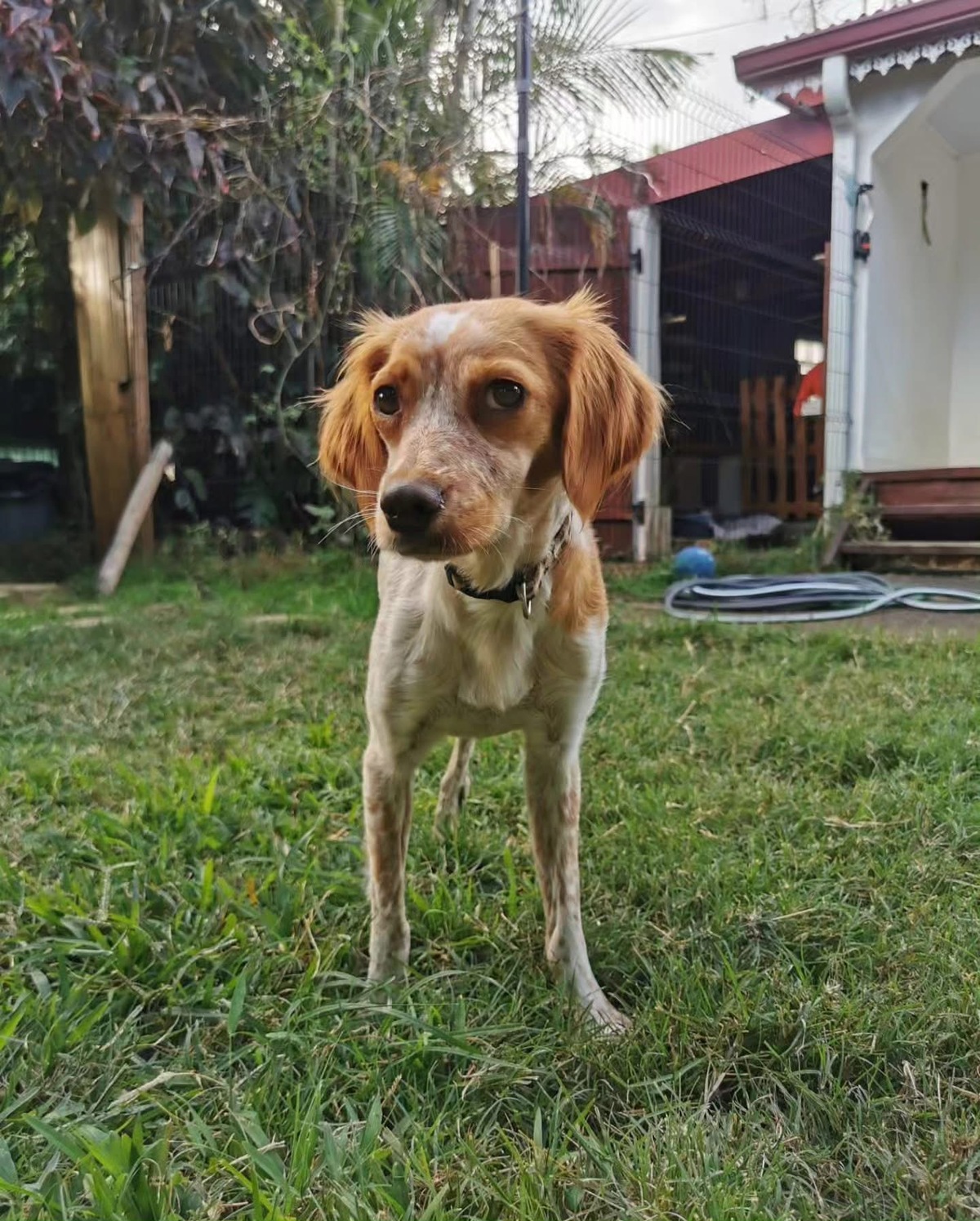 Adoption Poupette