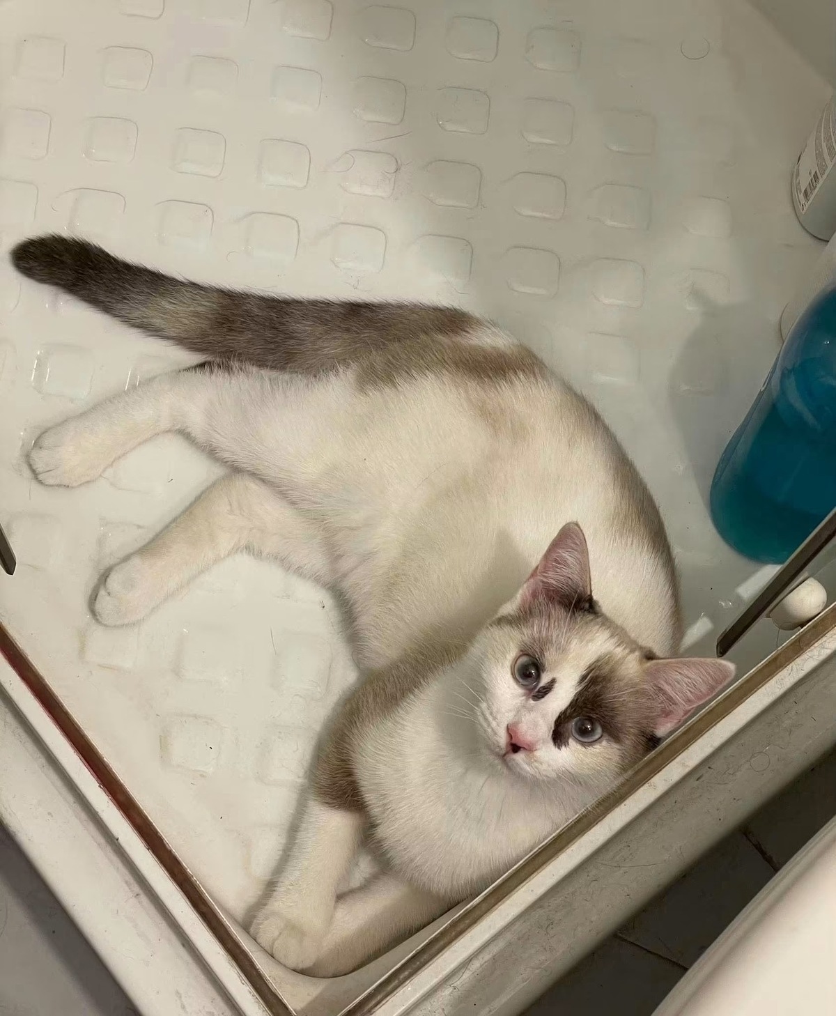 Adoption Cadanse 