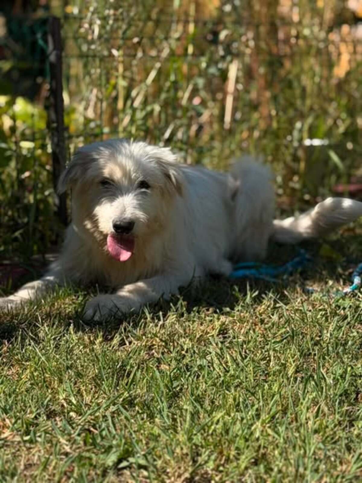 Adoption Boris