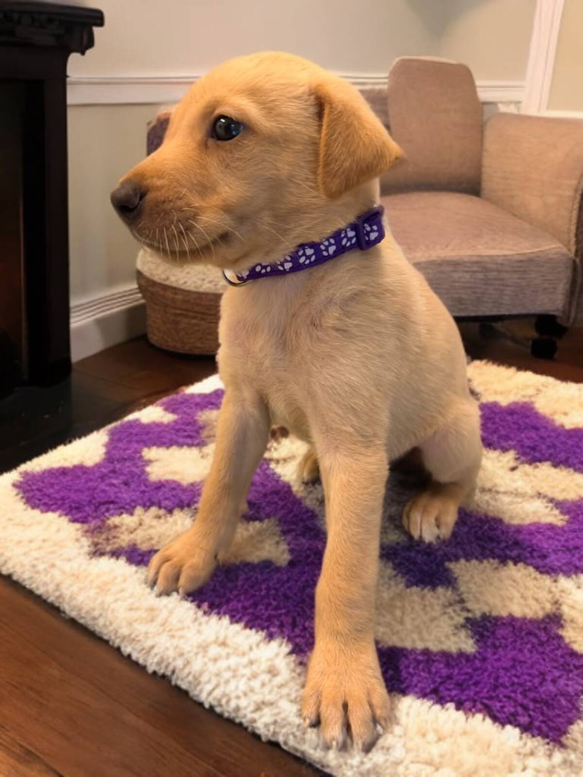 Adoption Aster