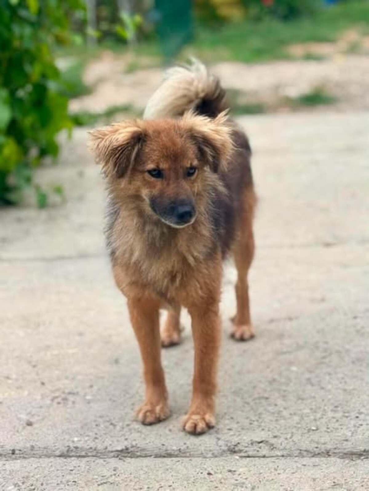 Adoption Aura