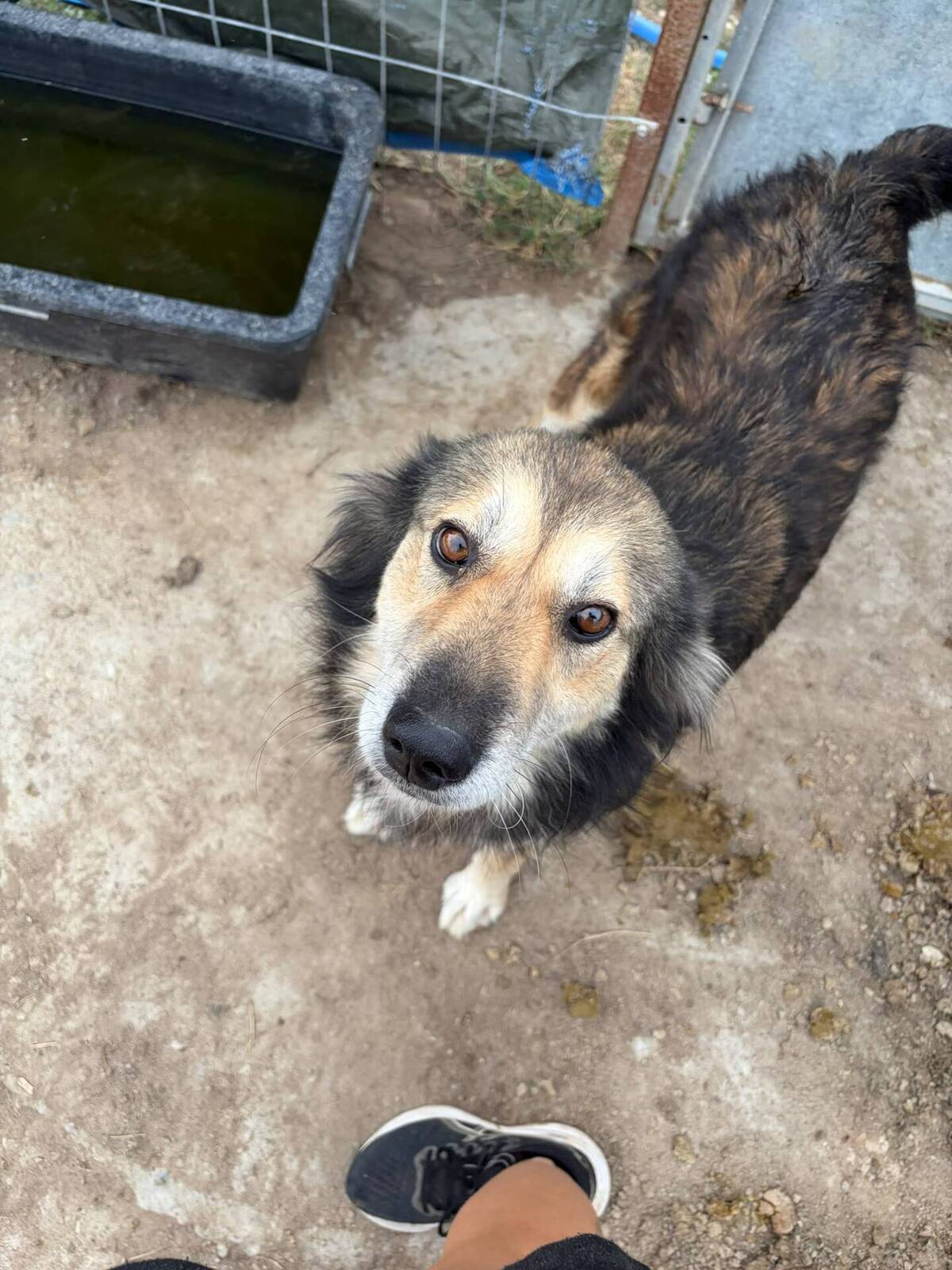 Adoption Freddie
