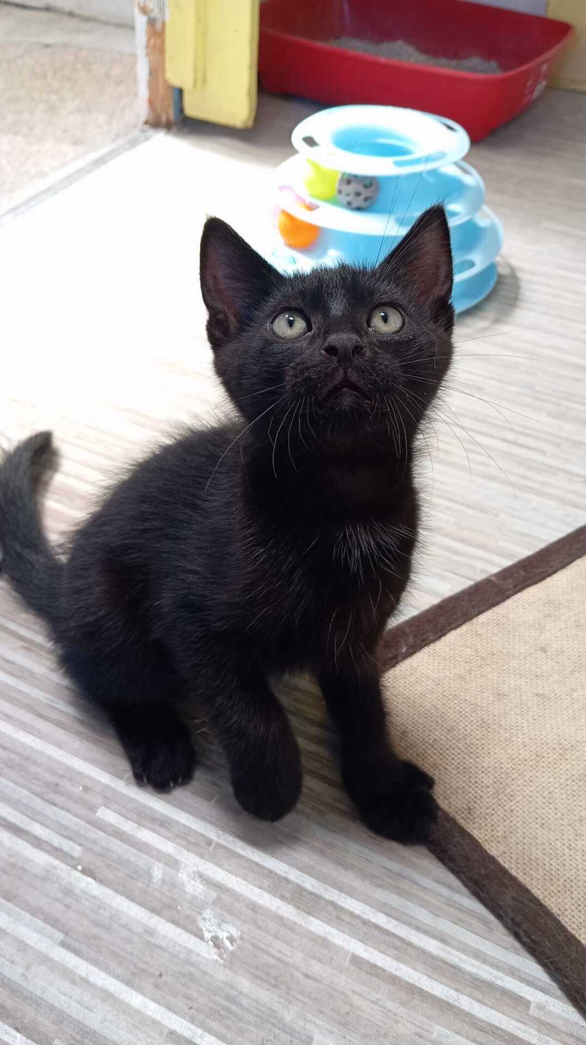 Adoption BALTHAZAR