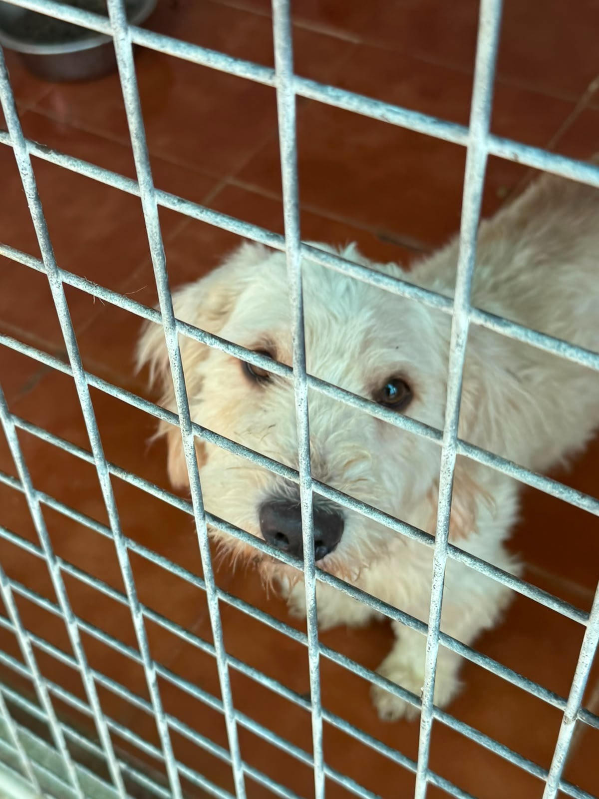 Adoption Pluto 